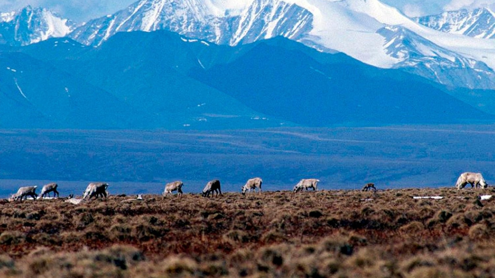 biden-oil-lease-arctic-refuge